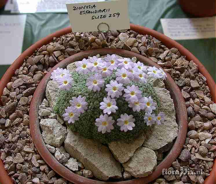 Dionysia esfandiarii