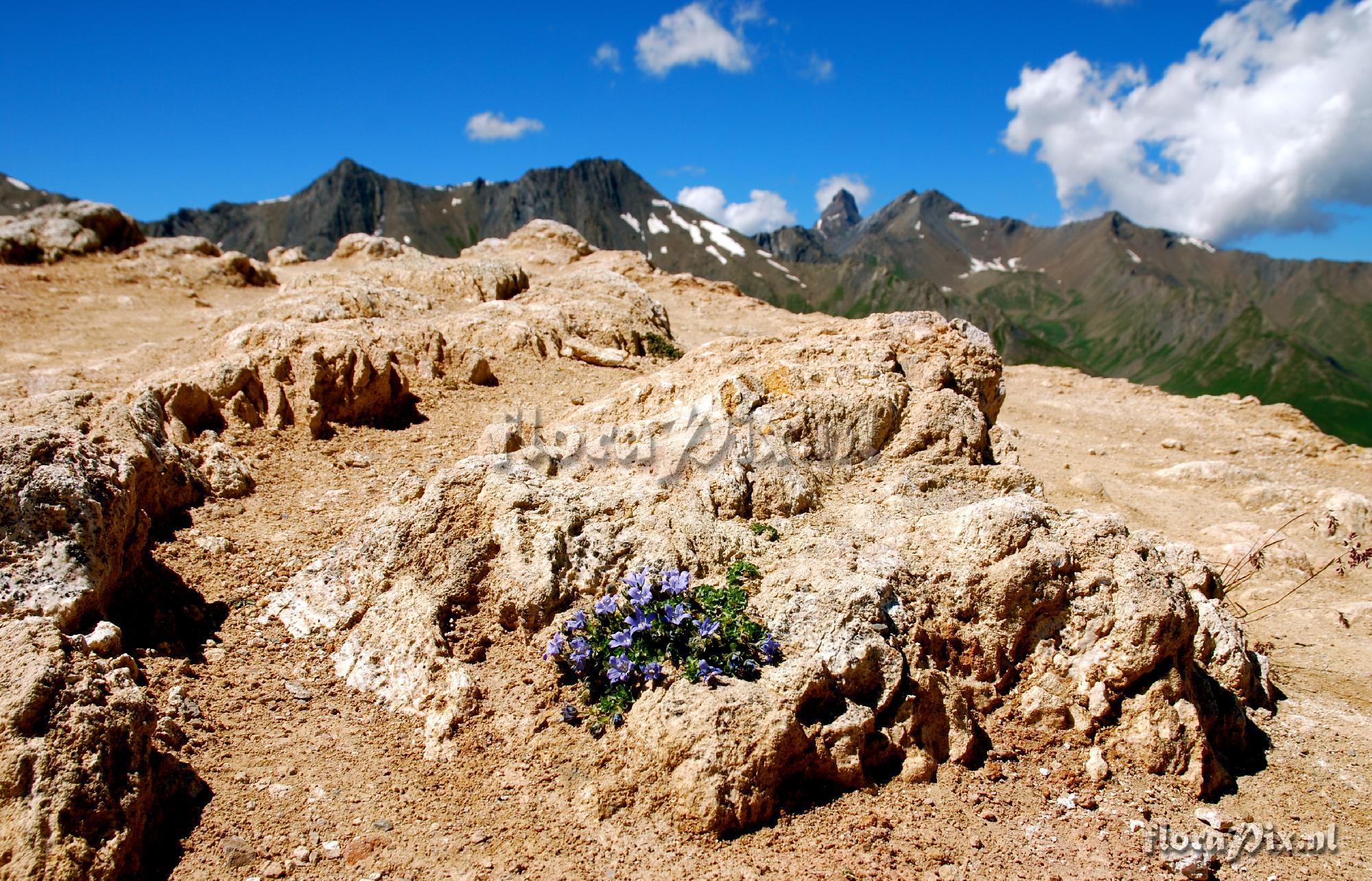 Campanula cenisia