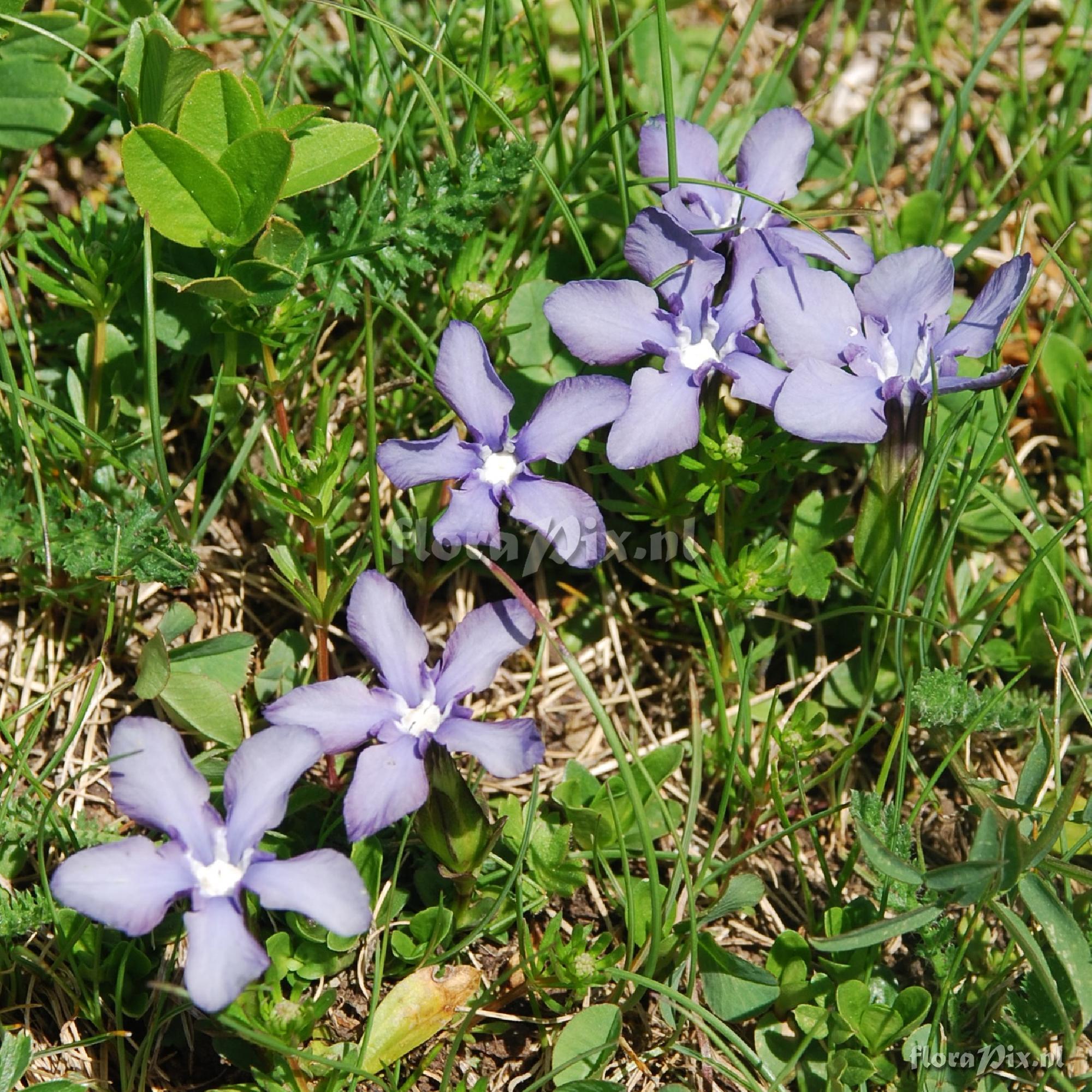 Gentiana verna - colour variation