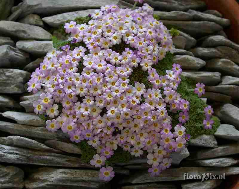 Dionysia in crevice setting