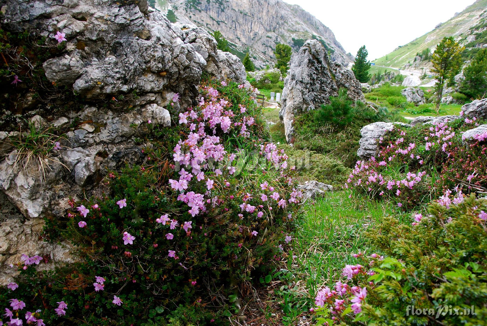 Rhodothamnus chamaecistus