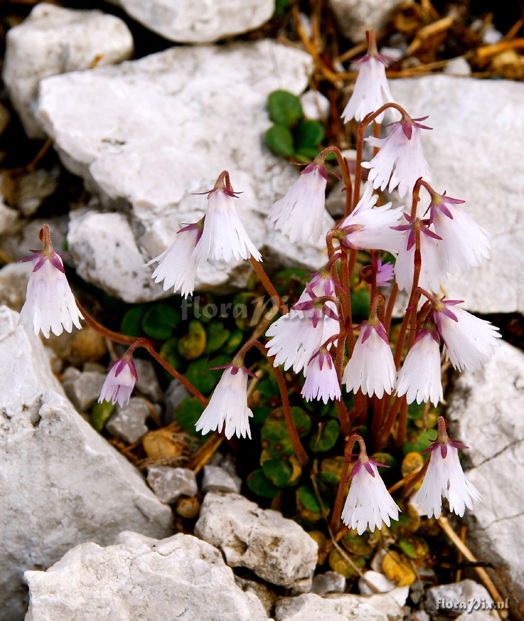 Soldanella minima alba