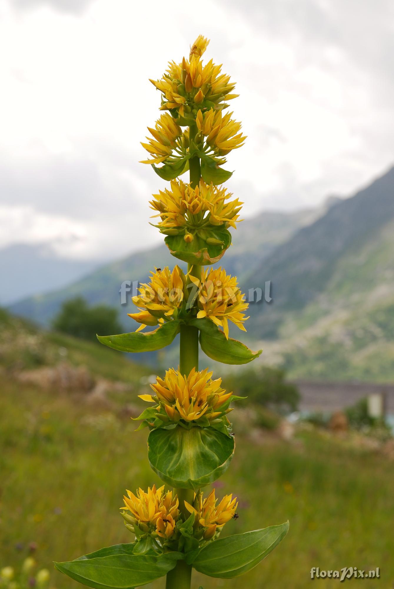 Gentiana lutea