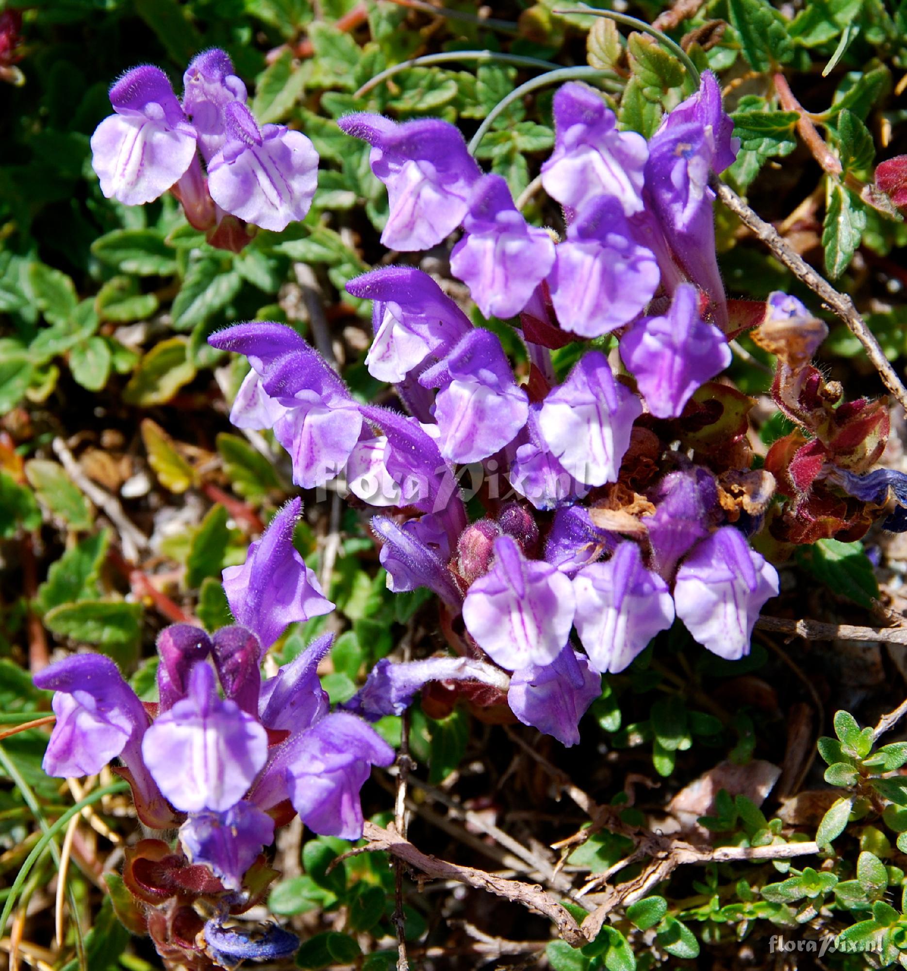 Scutellaria alpina