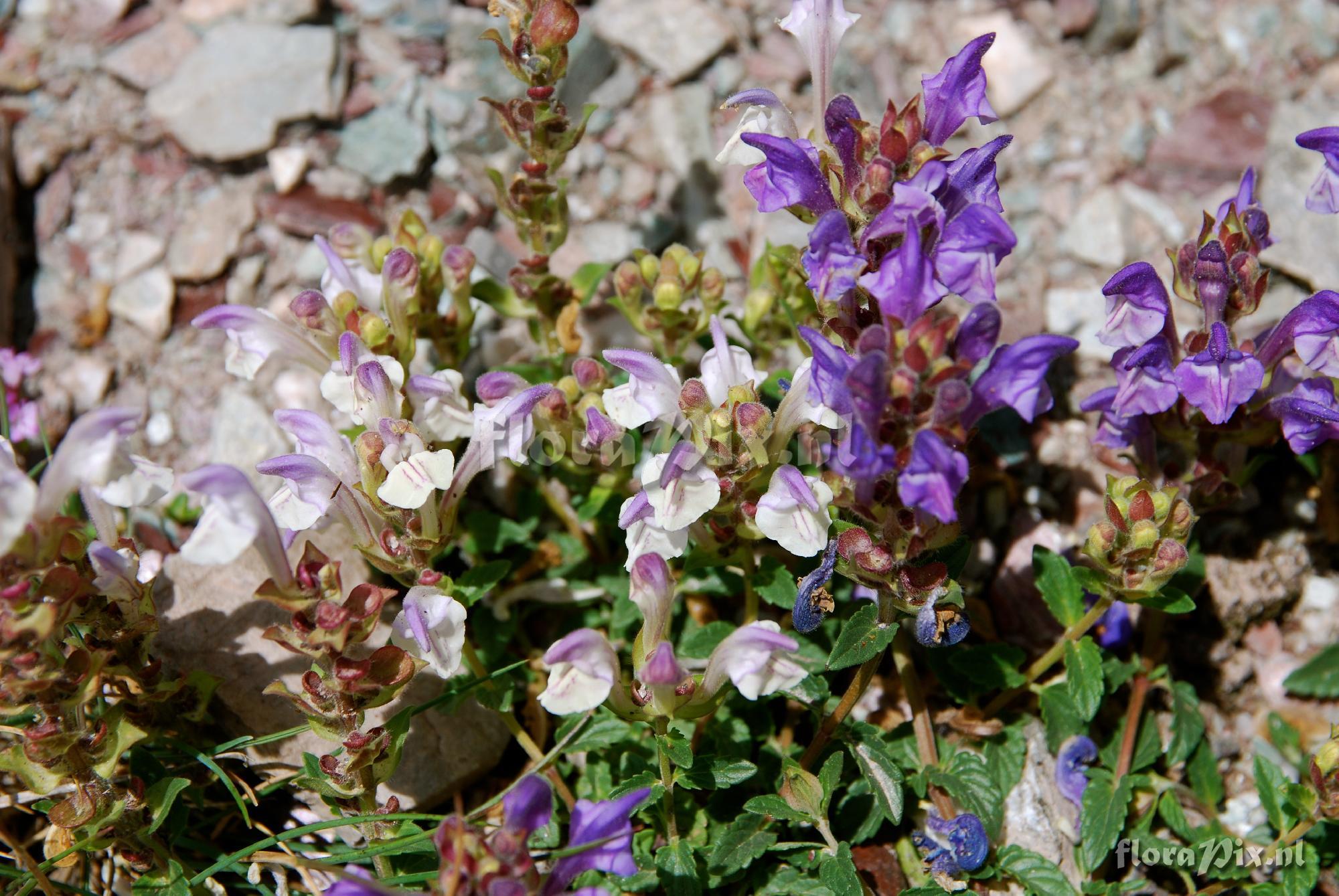 Scutellaria alpina