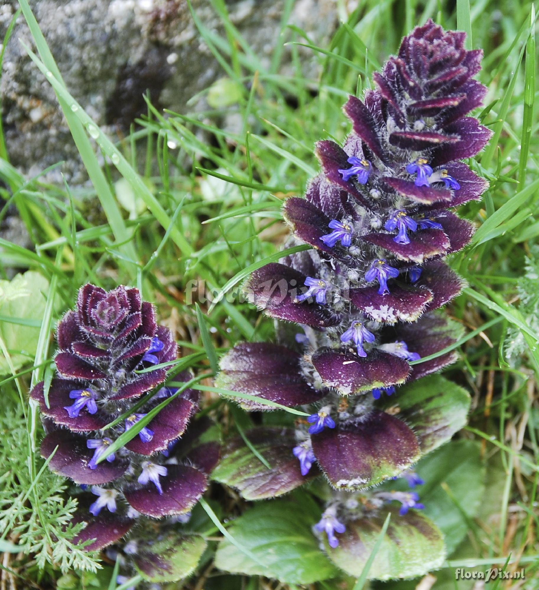 Ajuga pyramidalis