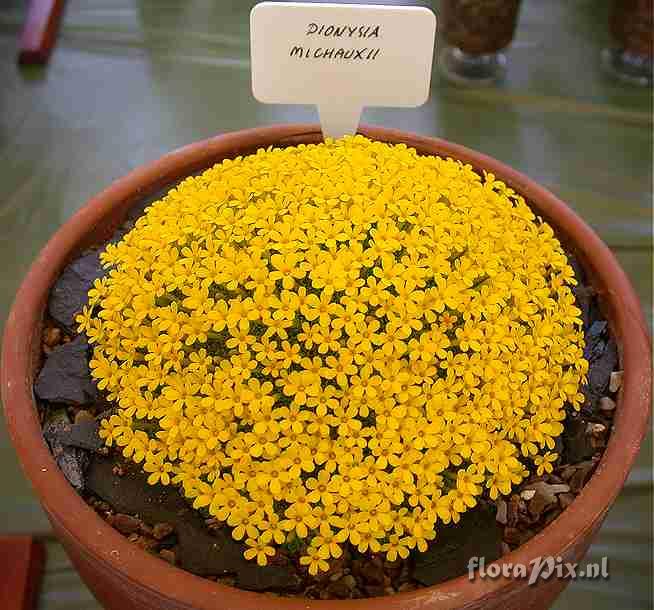 Dionysia michauxii