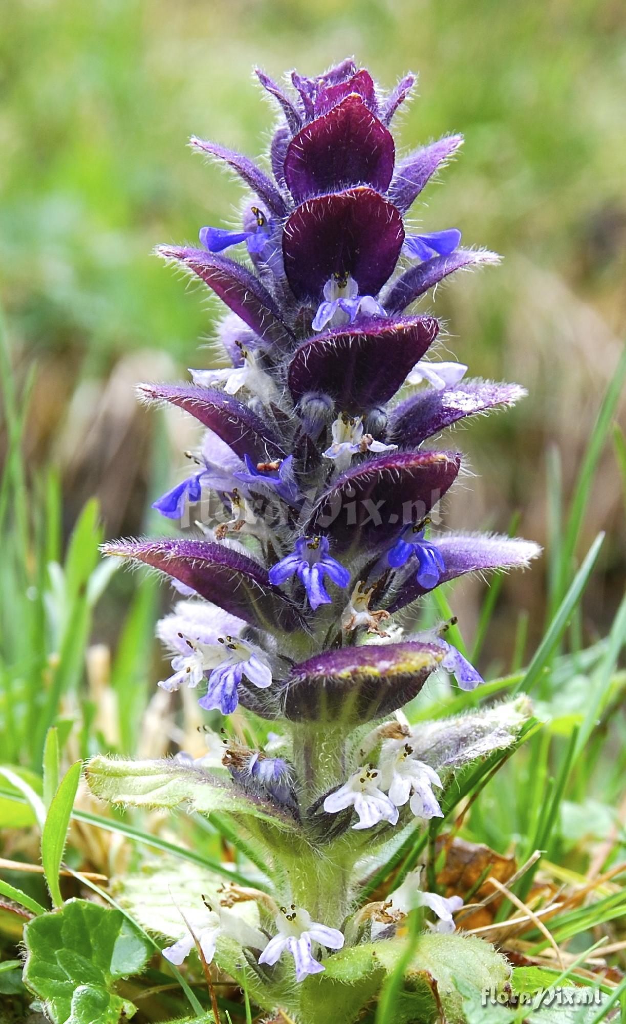 Ajuga pyramidalis