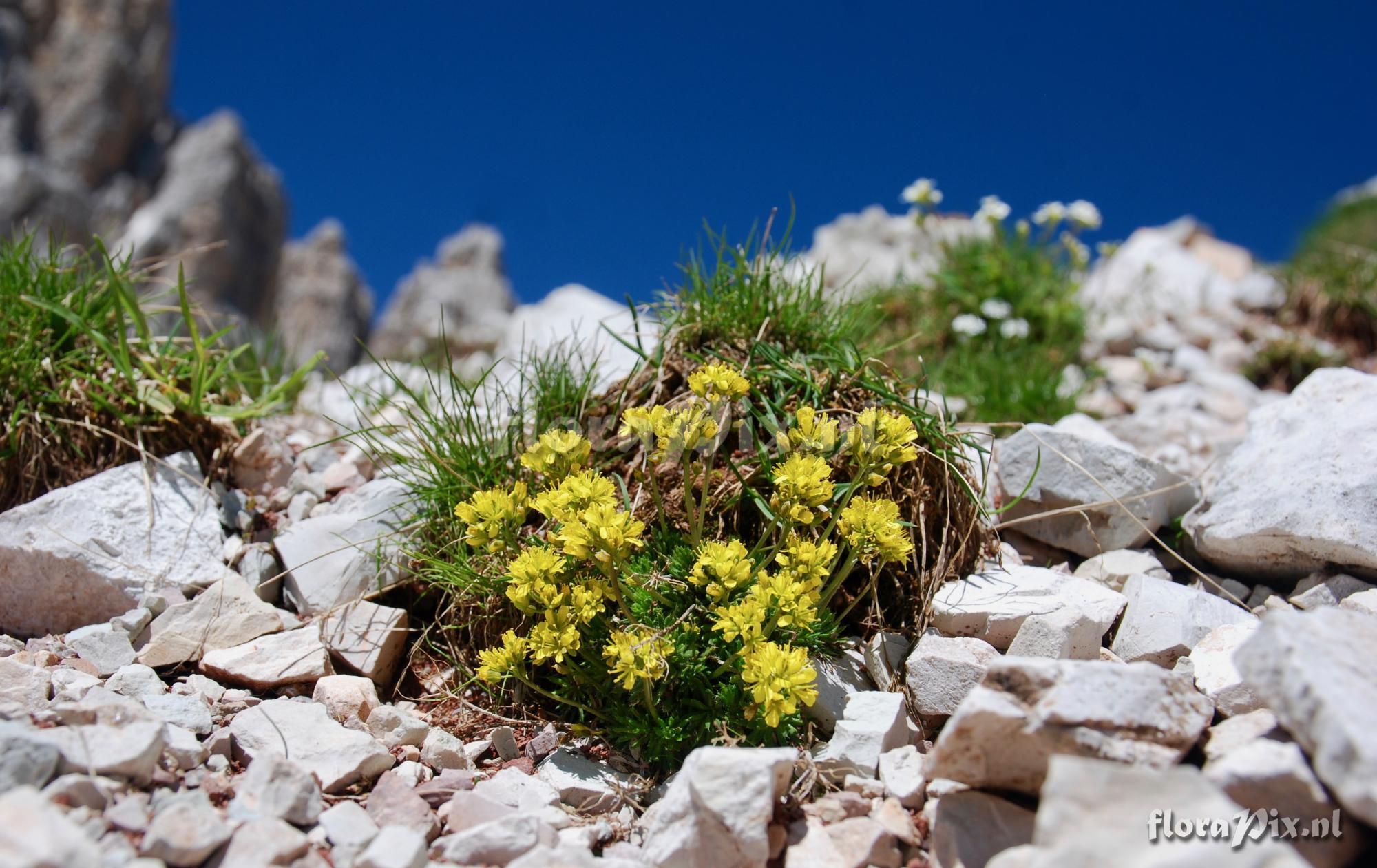 Draba aizoides