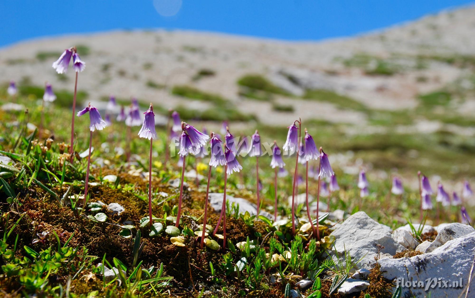 Soldanella pusilla