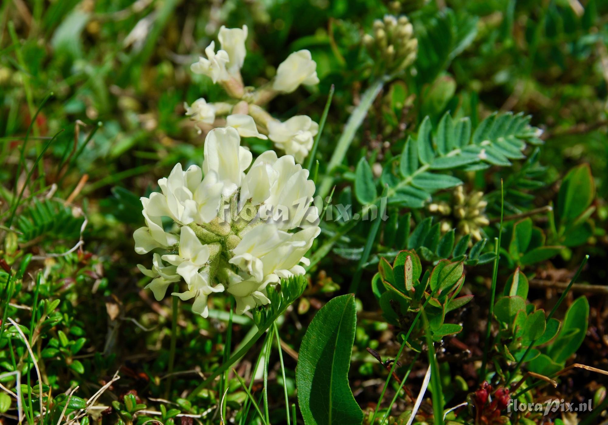 Oxytropis campestris