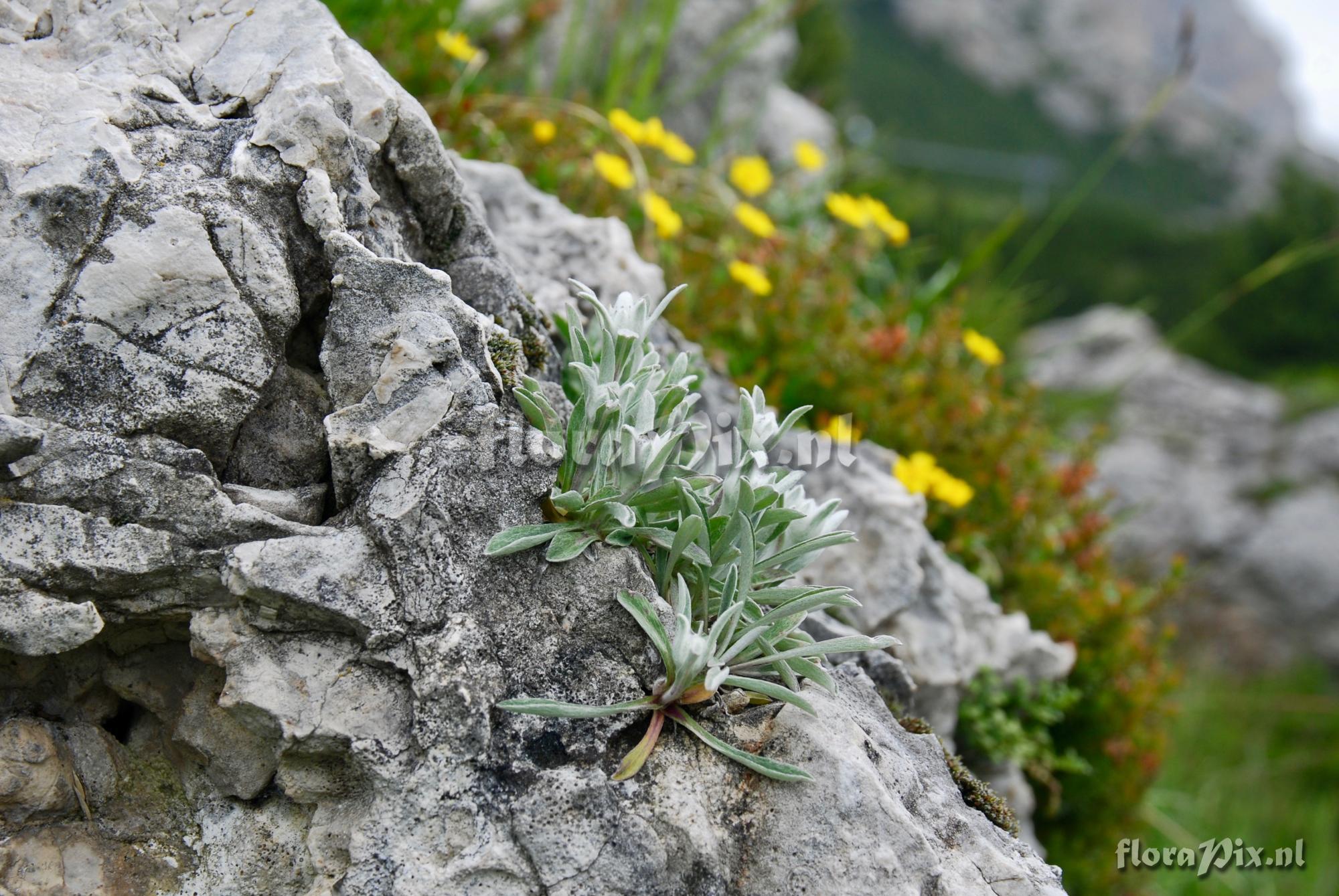 Leontopodium alpinum