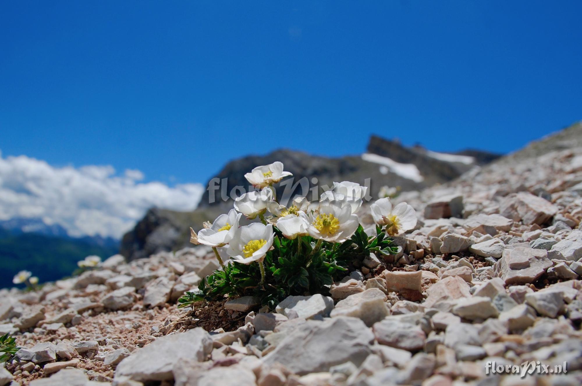 Ranunculus seguieri