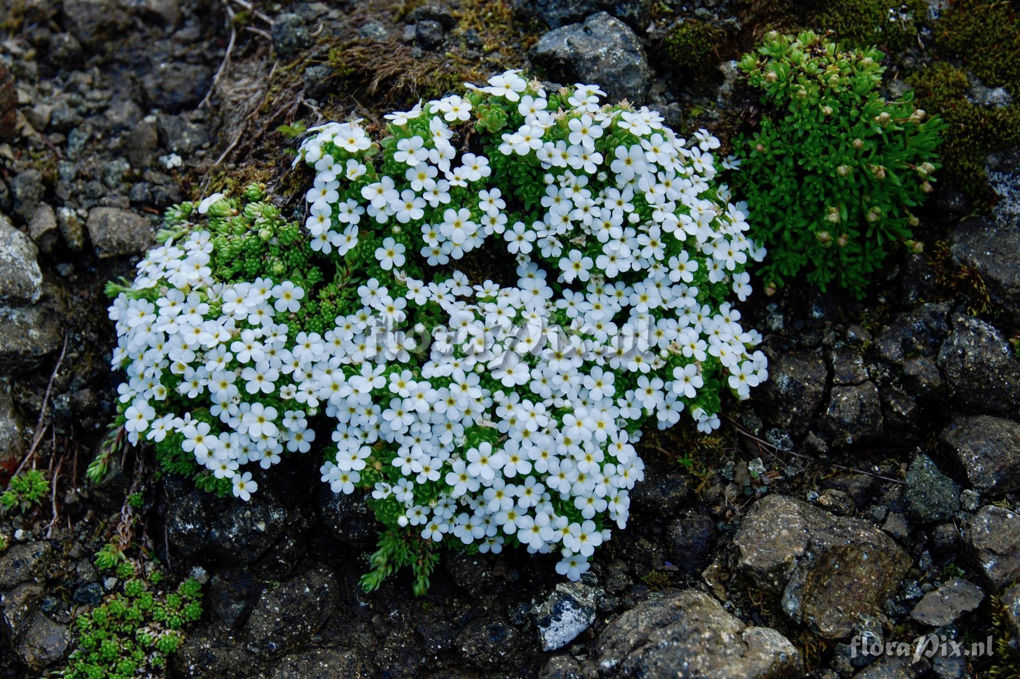 Androsace alpina 