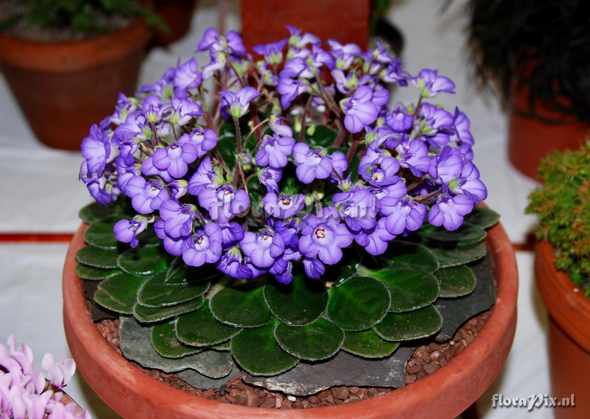 Petrocosmea minor