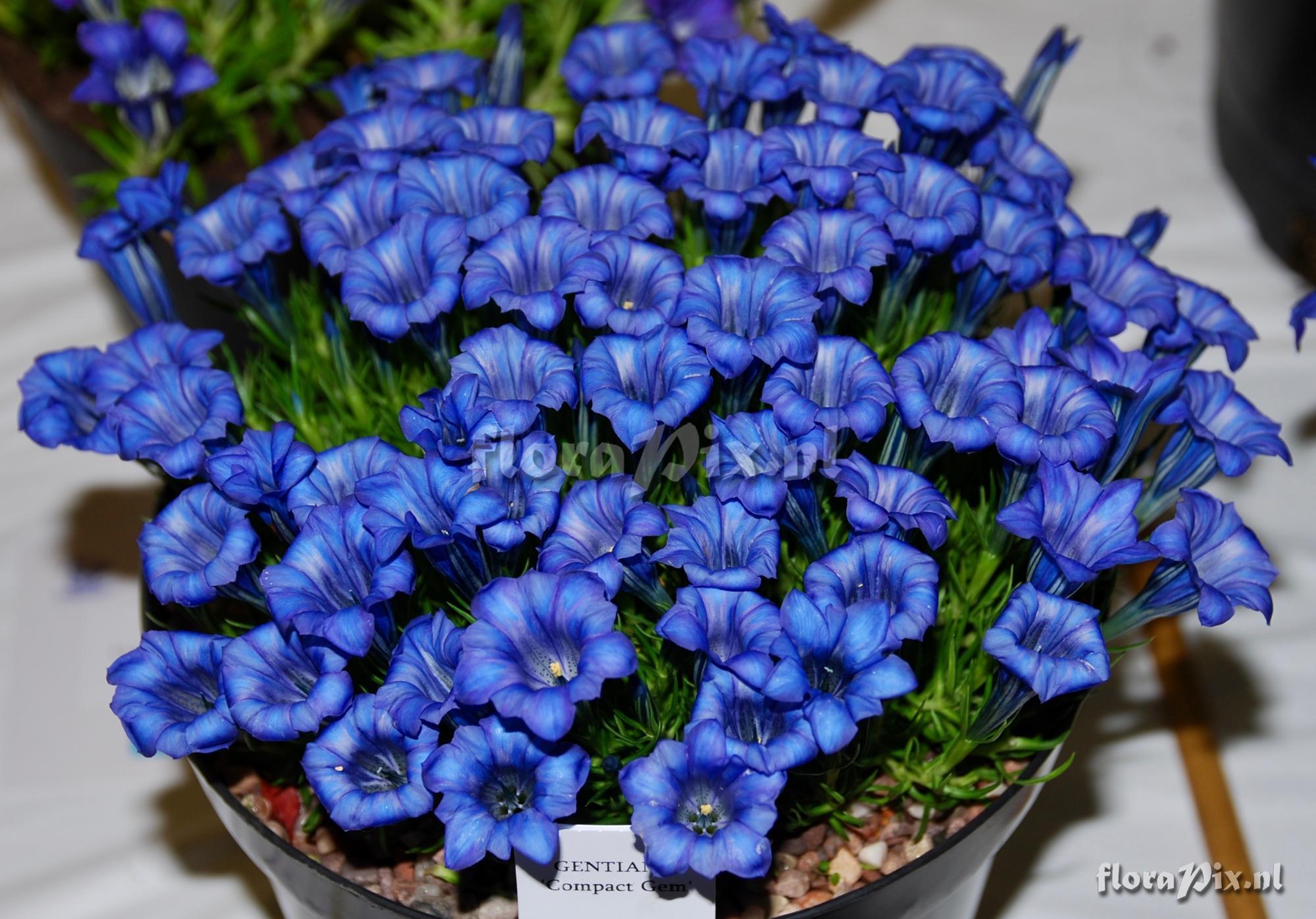 Gentiana Compact Gem