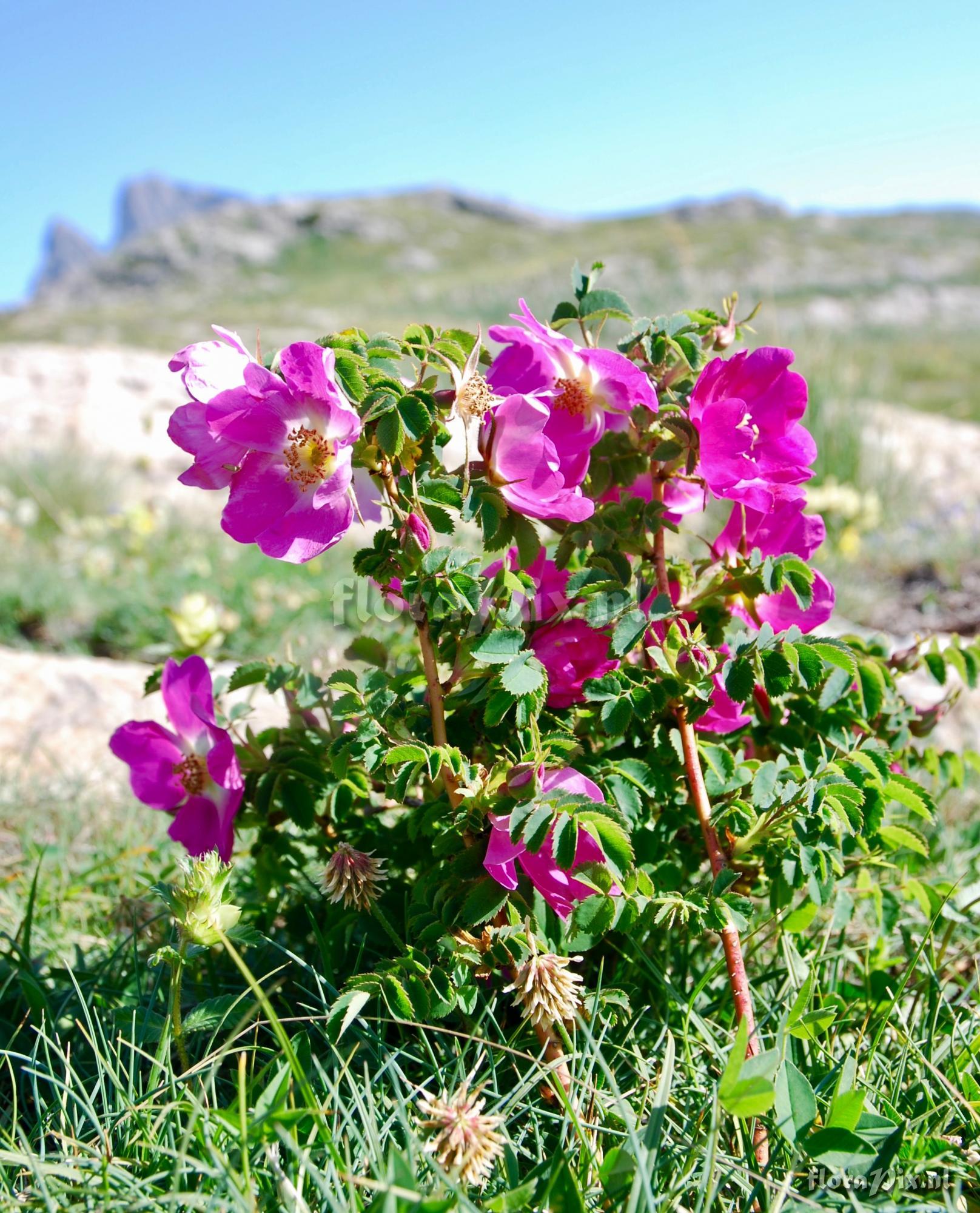 Rosa pendulina