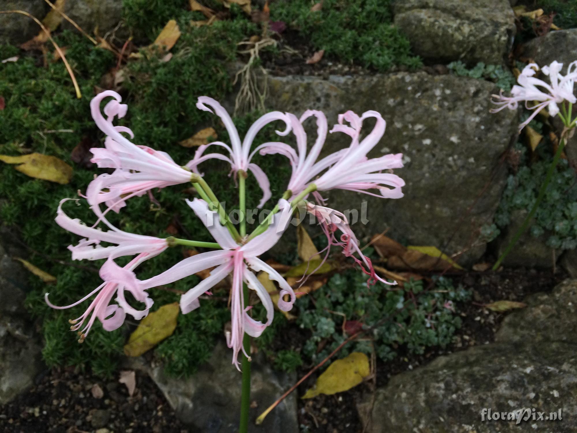 Nerine bowdeni