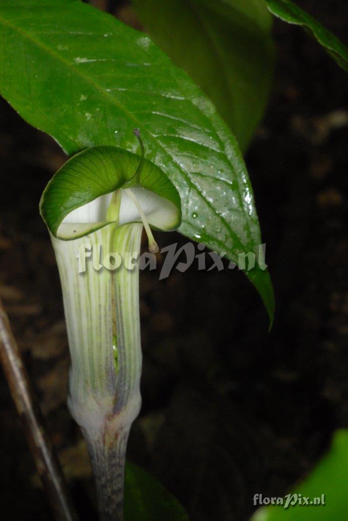 Arisaema tylophorum