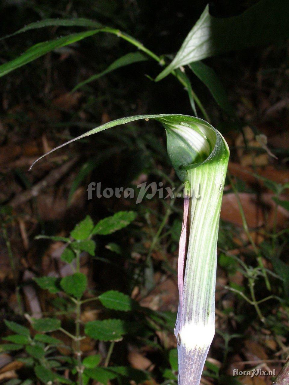 Arisaema barnesii