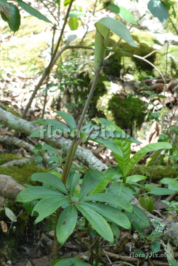 Arisaema spec.