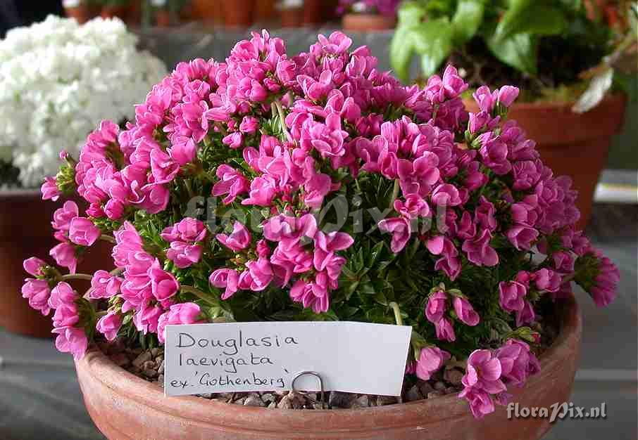 Douglasia laevigata ex 