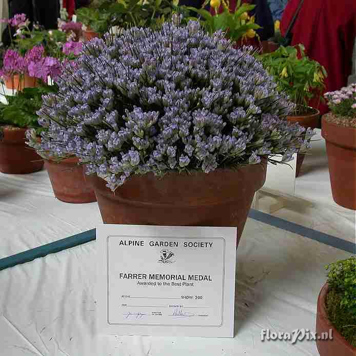 Erinacea anthyllis FARRER MEDAL PLANT