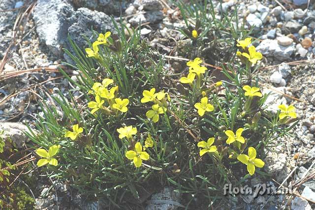 Erysimum kotschyanum