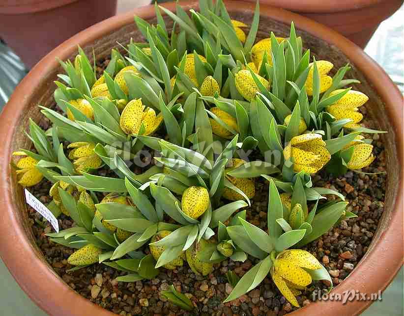 Fritillaria aurea