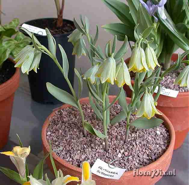 Fritillaria bithynica