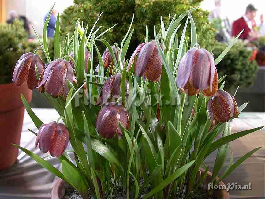 Fritillaria grandiflora