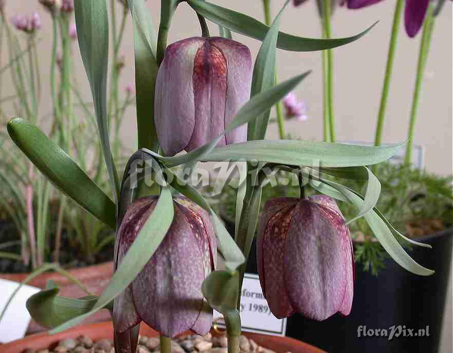 Fritillaria tubiformis