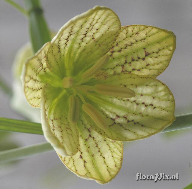 Fritillaria thunbergii closeup