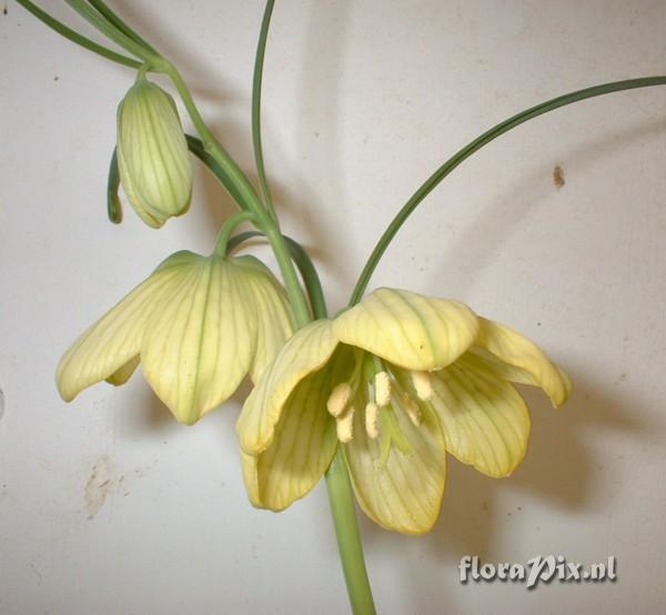 Fritillaria thunbergii