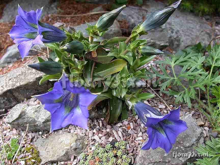 Gentiana acaulis cameo