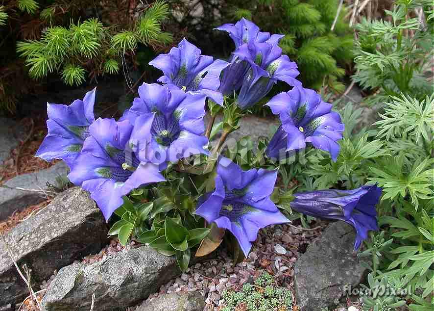 Gentiana acaulis in full bloom