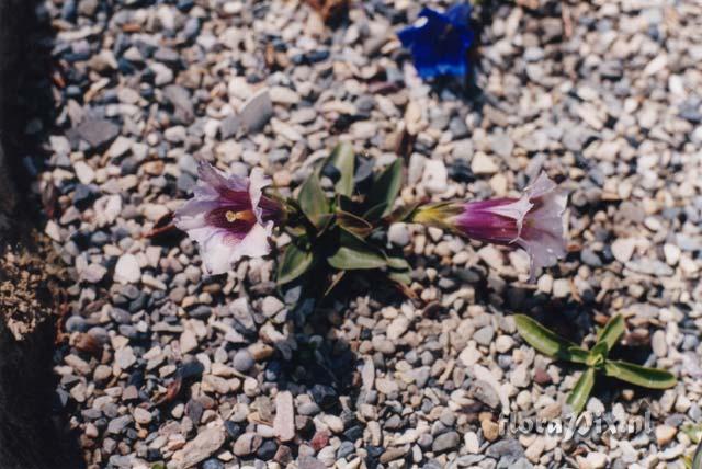 Gentiana acaulis pink