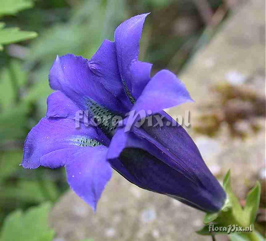 Gentiana acaulis single bloom