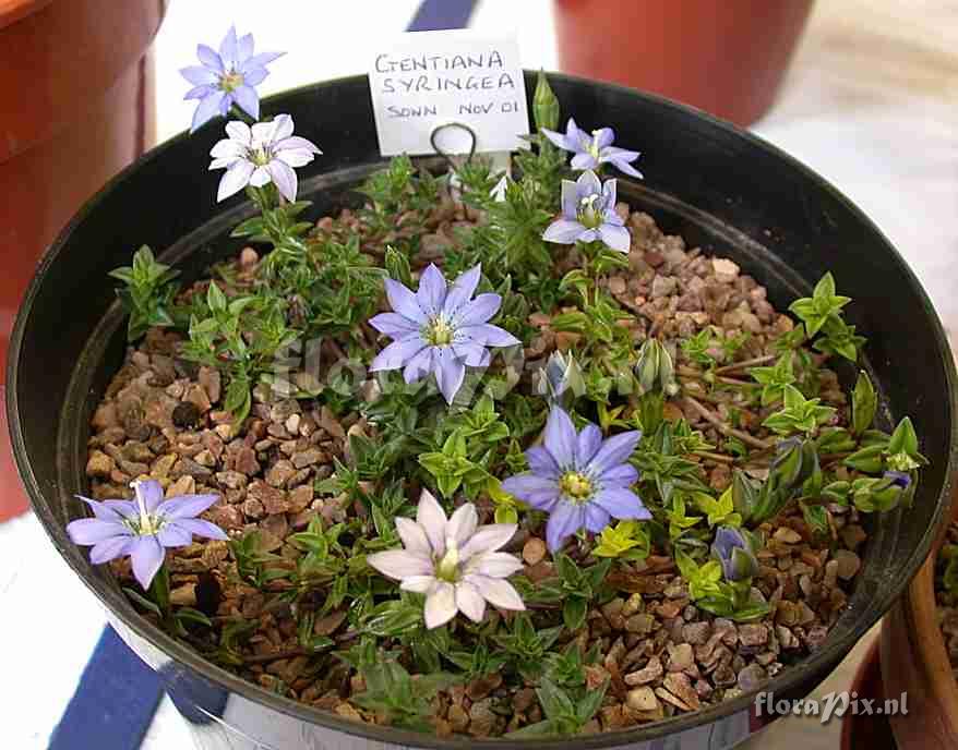 Gentiana syringea