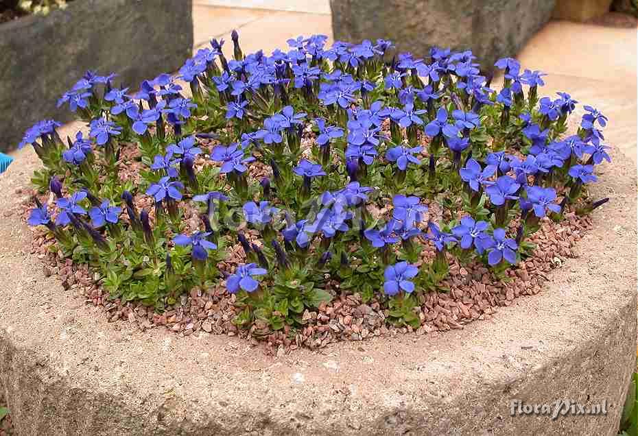 Gentiana verna trough