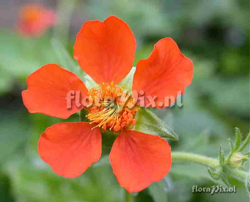 Geum coccineum