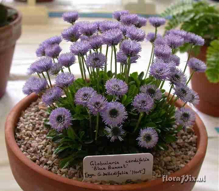 Globularia cordifolia Blue Bonnet