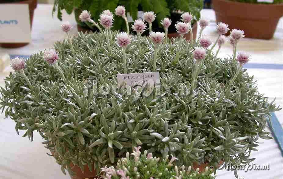 Helichrysum arwae