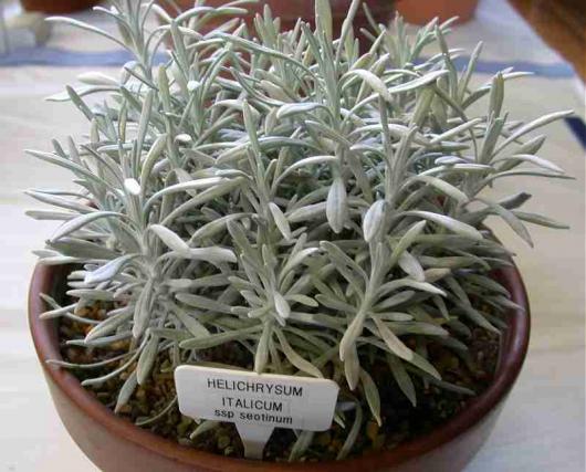 Helichrysum italicum ssp seotinum