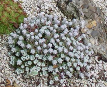 Sedum spathulifolium