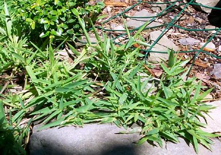 Grass unidentified