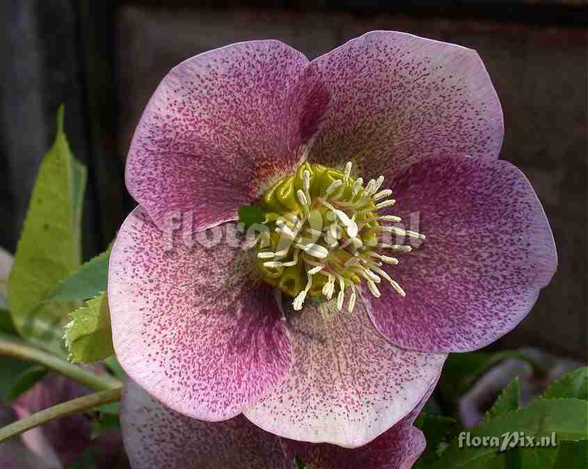 Helleborus x hybridus