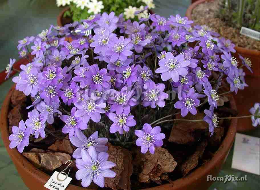 Hepatica nobilis