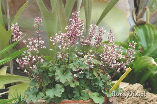 Heuchera abramsii