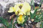 Iris recheinbachii